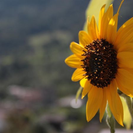 Apartmán Il Girasole Baceno Exteriér fotografie