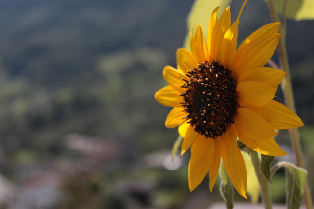 Apartmán Il Girasole Baceno Exteriér fotografie